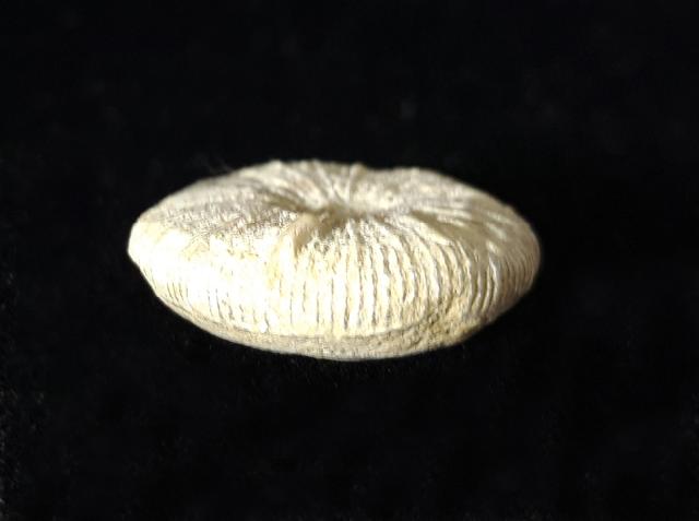 Paracycloseris cf. elizabethae WELLS 1934 - Bild © FossNet FossilienStore